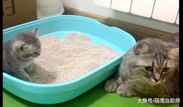 小猫在猫砂盆上厕所没埋粑粑，猫妈上去就打它一爪：不讲卫生啊！