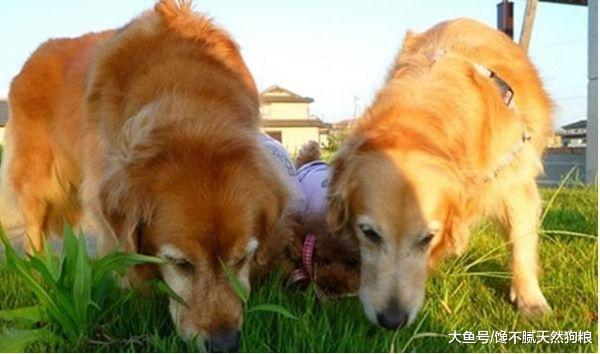 关于狗狗的10个“冷知识”，很多铲屎官都不知道