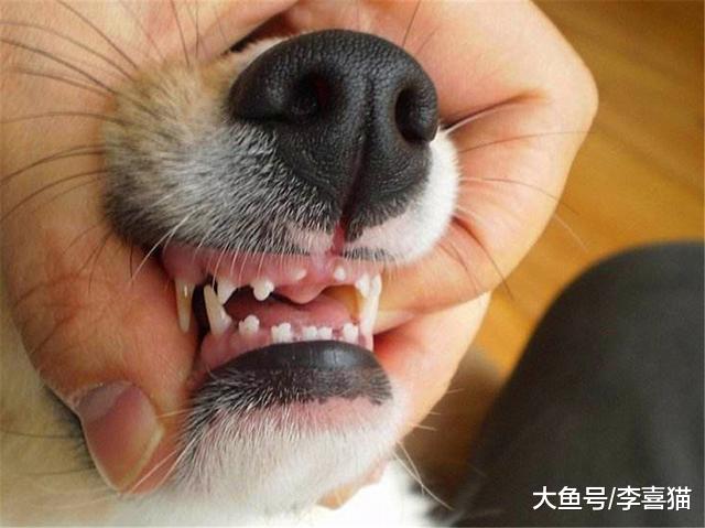狗狗长期不刷牙易患多种口腔病，主人需掌握四点爱犬牙齿护理方法
