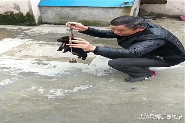主人称下小狗有多重, 旁边的狗妈妈急坏了, 以为要卖掉自己的孩子
