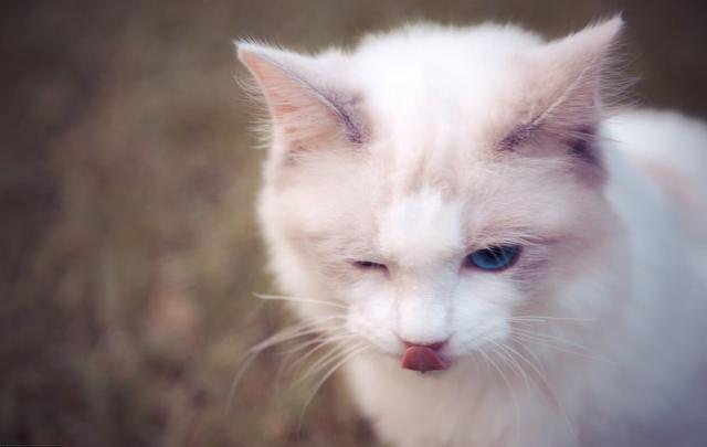 除了贵点，布偶猫其实有这6大优点，难怪那么多人想养