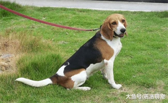 下面5种狗狗见人就亲, 最好不要养, 偷狗贼最喜欢偷它们