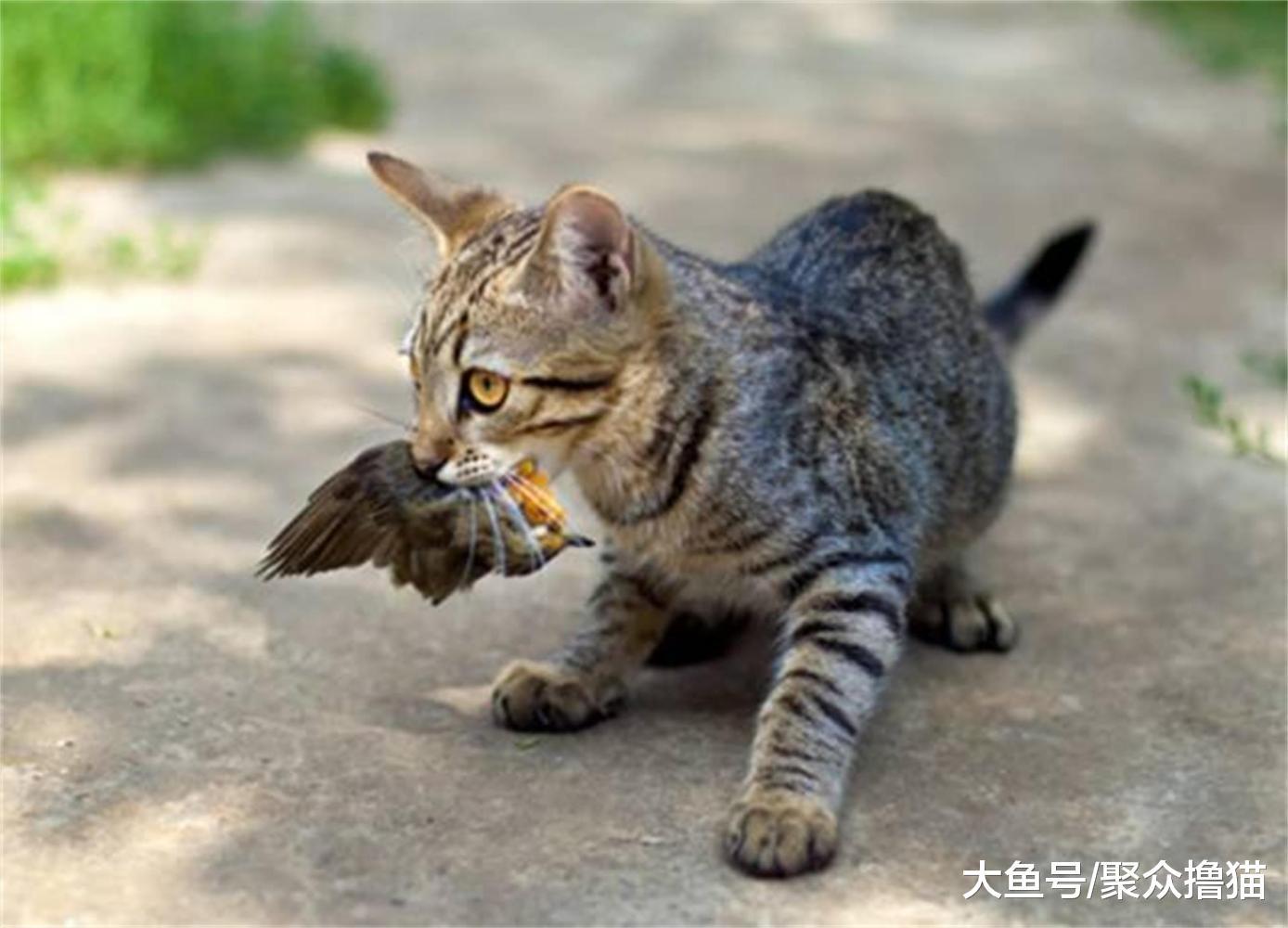 狐狸和猫咪相伴的故事, 狐狸被老鼠绑架, 小猫咪苦寻鼠洞(四)