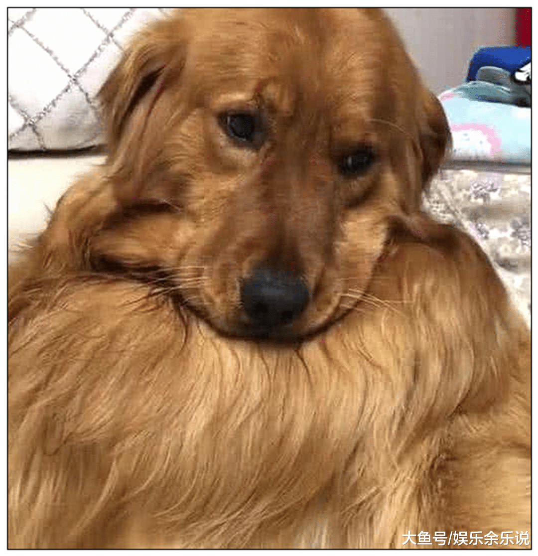 金毛想跟女友一起睡觉，却遭到男主驱赶，下一秒的表情亮了！