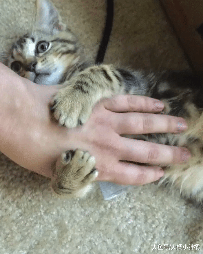 小猫被母亲抛弃，被救后喜欢抱着手臂睡觉，这种报恩行为太可爱了
