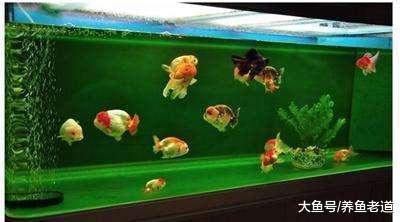 青苔水是個好東西，春節清理魚缸時我們擦還是不擦？