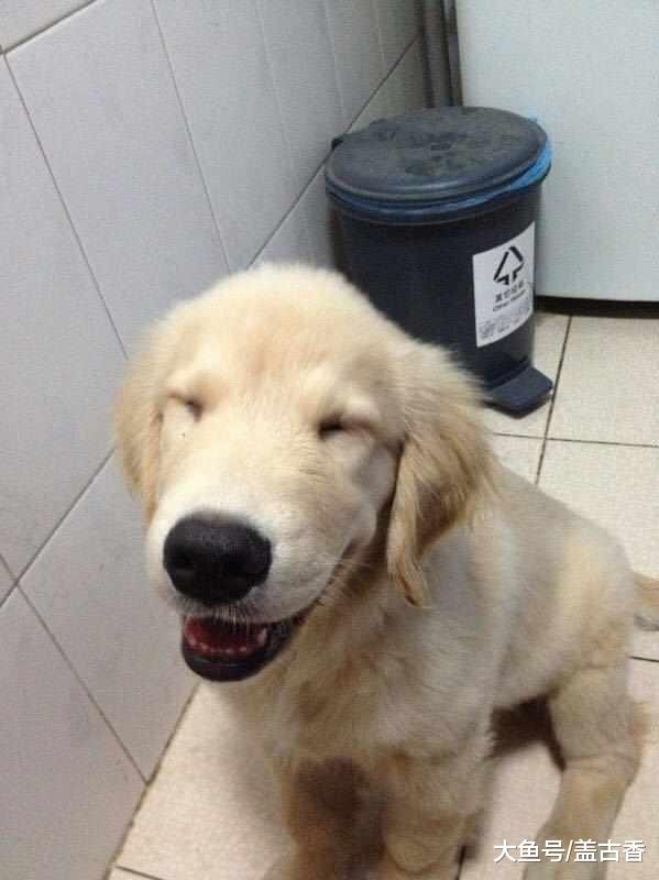 金毛怀了二哈的宝宝，朋友们抢着要，看到小奶狗时主人懵了