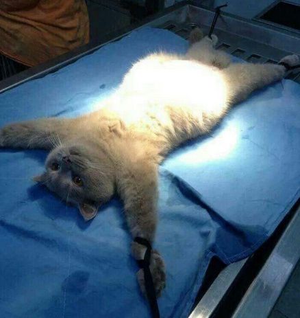 铲屎官想钻进纸箱和猫咪一起玩，结果……