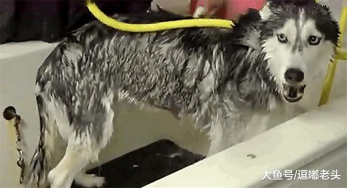 主人给二哈洗澡，二哈却大声的“唱歌”，洗个澡怕什么呢？