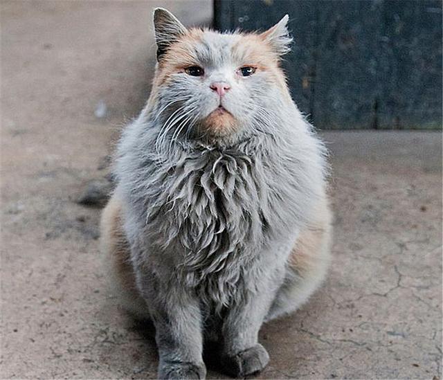 橘猫在车站守岗，8年没洗澡全身脏兮兮，了解原因后默默给它点赞