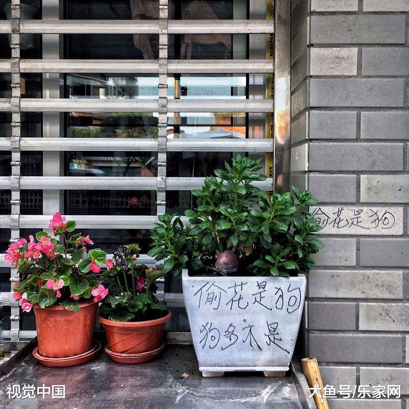 适合室内的植物哪些不错? 室内的植物种植要注意什么?