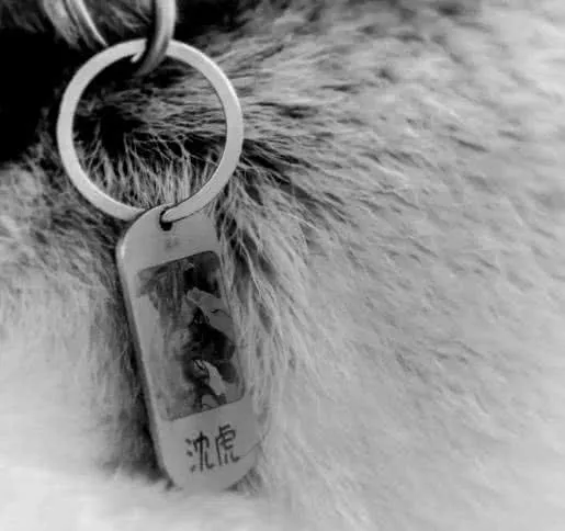 汶川地震，最后一只搜救犬离世，仅汶川一役救15人