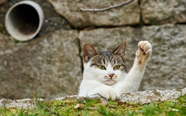 铲屎的快走开！被猫咪嫌弃的5大行为，你有对它们做过吗？