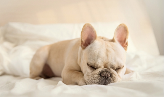 这些狗狗外形长得特别像，不知道你有没有认错过呢？