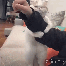 小铲屎官撸猫，被主子挠了一次以后……