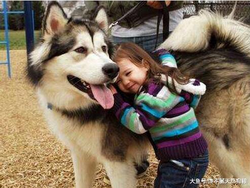 这5种狗狗，宠物店最怕接到，帮它洗澡如同战场