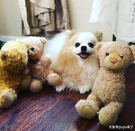 人不如狗系列！女主人在自家后院专为狗狗们建造了一座豪宅……