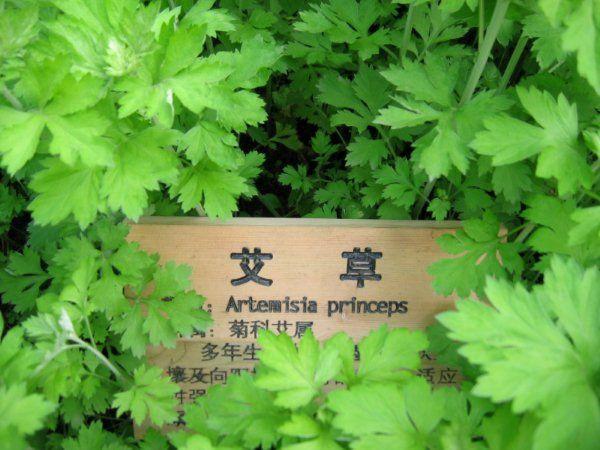 艾蒿的功效与作用 最常用的香草，附：艾叶吃法大全