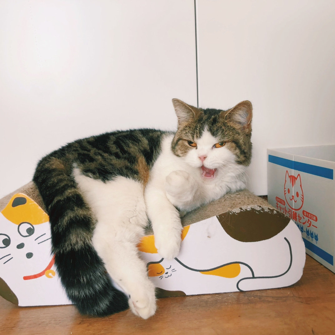 第一次养猫，需要准备些什么？手把手带你入坑