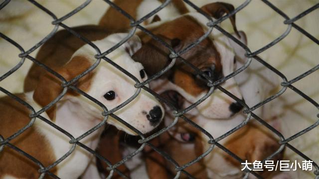 决定领养狗狗前，你是否知道狗狗身体情况？有没有足够的耐心？