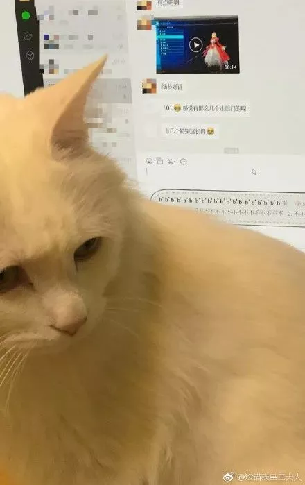 如何判断，对面跟你聊天的是不是一只猫？