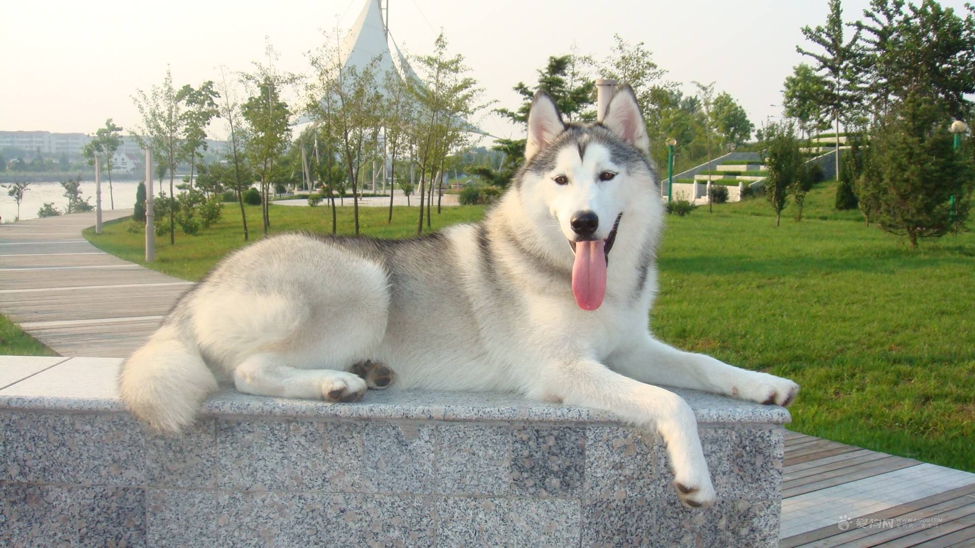 这些狗狗为什么饲养的人最多？看看它们的特点就知道了