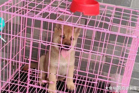 小狗可以经常出来玩，但在家却没有自由，只因它不会上厕所