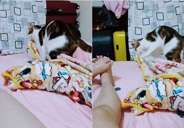 主人每天醒来都找棉被，只因自家猫咪太霸道，趁人熟睡把棉被扒走