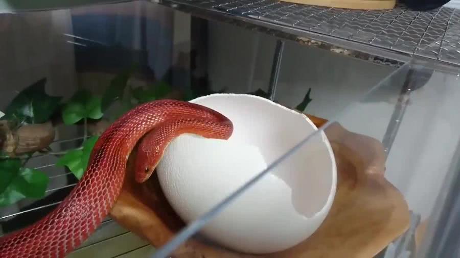 拿鴕鳥蛋殼給玉米蛇當玩具，蛇疑惑的張開嘴量了很久，感到一股絕望