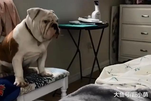 训练小课堂：狗狗连躺都需要教？这是主人和狗在培养感情