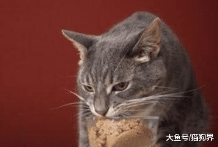 铲屎官课堂：带你看懂猫粮配料表