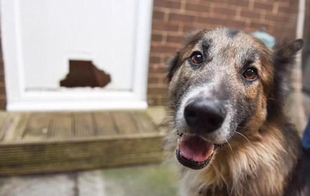 这5只宠物狗都上过报纸，堪称破坏之王，主人都以为家中遭贼