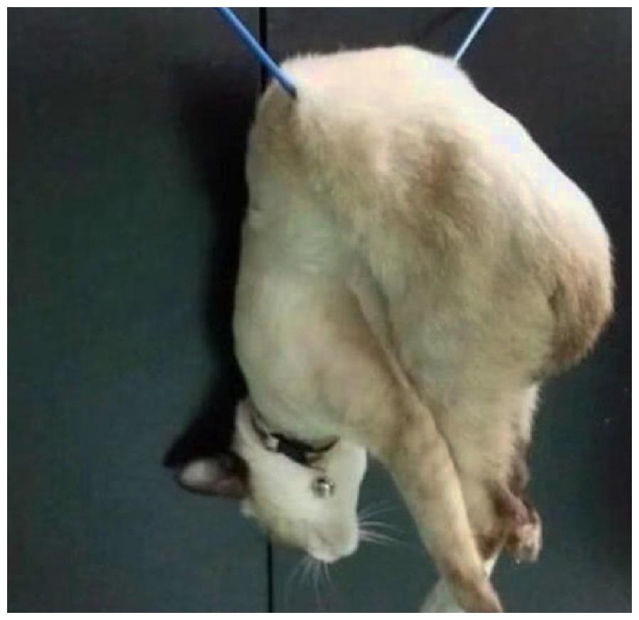 猫咪在晾衣架上“高难度”悬挂, 场面让主人开眼了: 送体操队吧