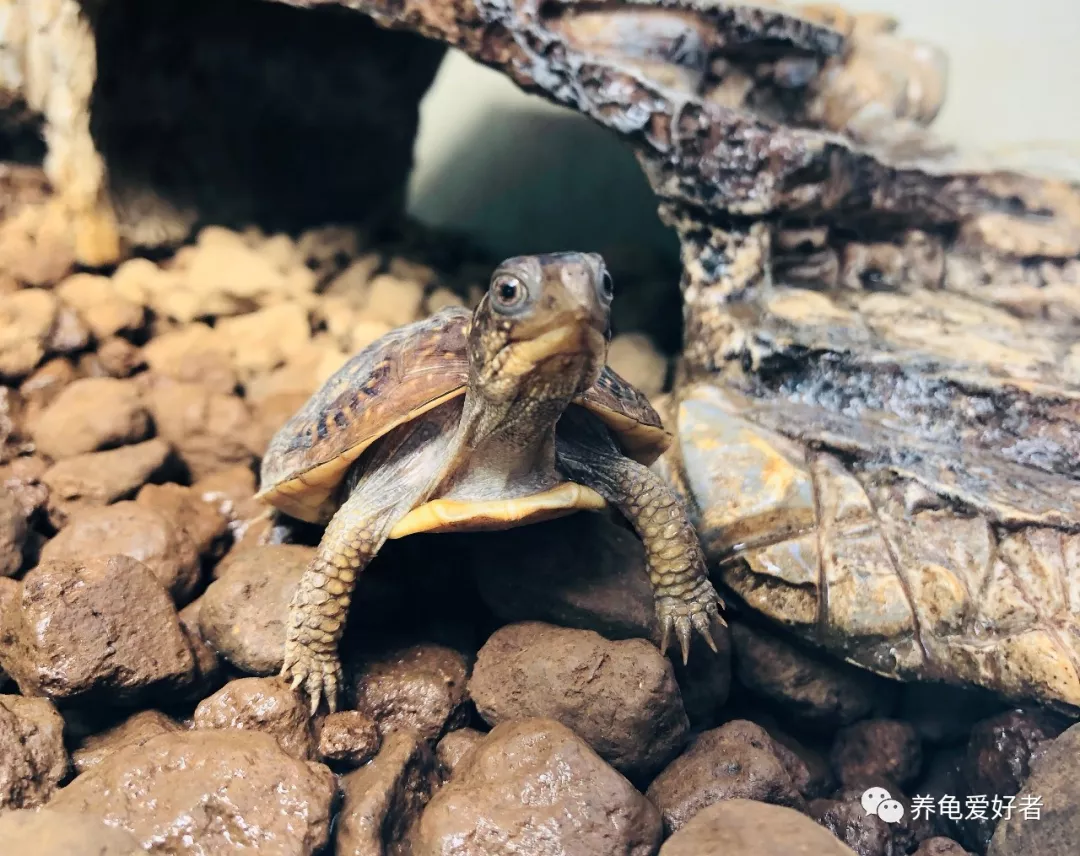 养龟爱龟，需要给自己一个理由吗？