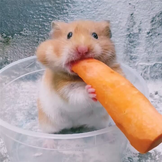 仓鼠有多么爱吃？一根胡萝卜不在话下，直到颊囊塞满才会罢休