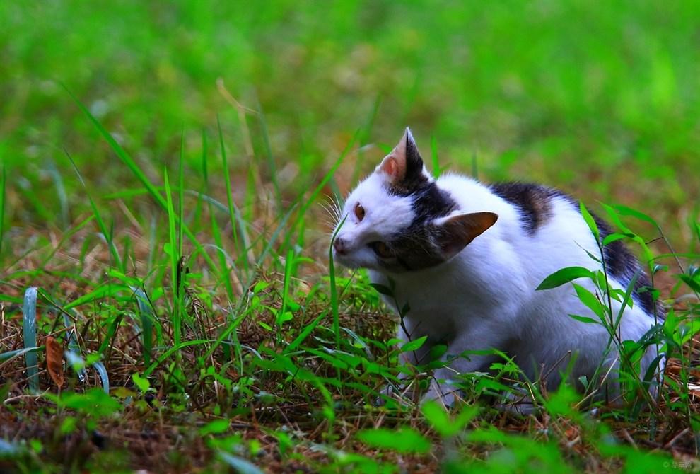 我家的貓偷吃草，對他的身體健康會有影響嗎？