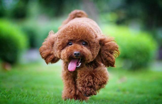 泰迪犬缺点一箩筐, 为何那么多人争着养? 原因很简单