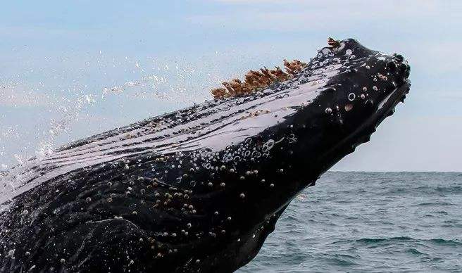 “来自地狱的海鲜”，经常住在在鲸鱼身上，每年都有人为它丧命