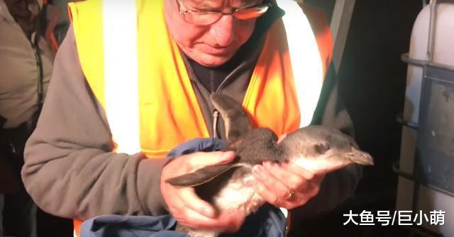 小蓝企鹅硬闯寿司店，躲店里准备筑巢，被抓一次后晚上又来