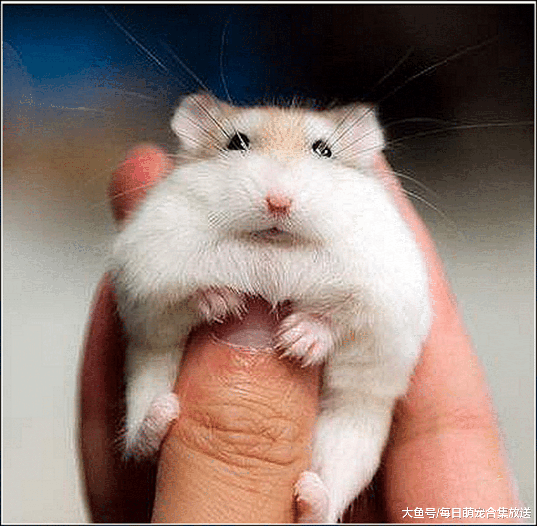 男子发现仓鼠躲在角落，以为它生病了，走近一看笑得直不起腰