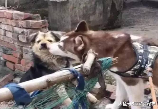 土狗被二哈“调戏”，甩手就打一巴掌，哈士奇秒怂变“软蛋”