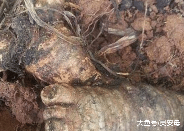 老汉在田地里挖到东西，突然感觉不对劲，走近一看“吓蒙”了！