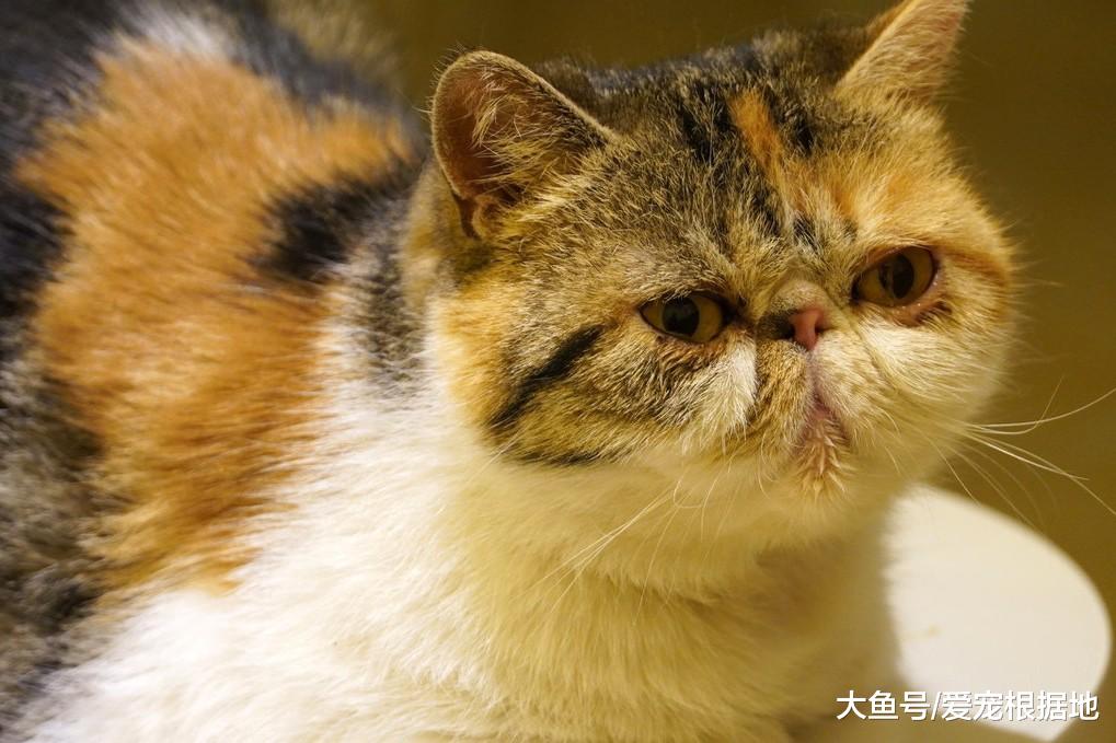 谁说加菲猫智商低？其实它只是长得蠢，实际上聪明得要命！