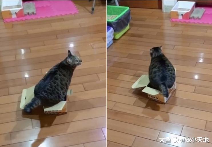 虎斑猫魔性扭屁屁硬塞纸箱, 网友笑翻: 满出来啦