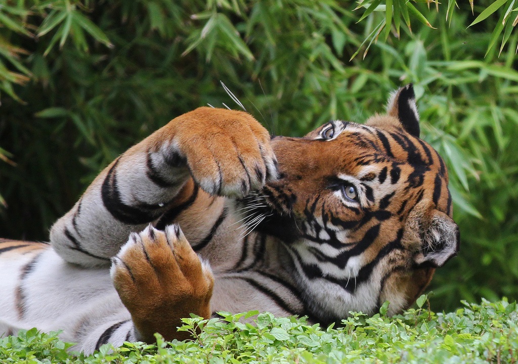 同样是各自领地的百兽之王，虎王与狮王谁的战斗力更强