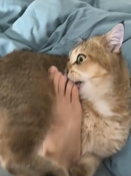 主子舔猫奴的脚, 被臭气熏的怀疑人生, 迅速逃离现场