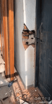 有女儿的人家一定要养一只大狗