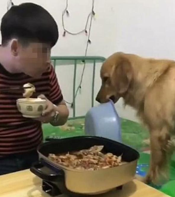 金毛看到主人在吃饭也想吃, 主人让它拿碗来, 结果它竟叼来这个!