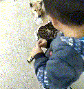流浪猫路遇熟睡母狗, 竟然起了“歹念”, 猫妈: 是我的奶不好喝?