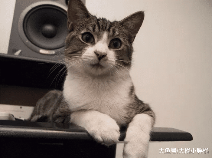 瘦弱小猫不断喵叫，街上人来人往却无人停下脚步，男子的做法很赞